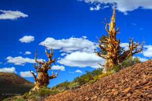 Bristlecone Pine, Schulman Grove-3960 Bristlecone Pine, Schulman Grove-3960